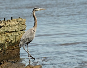 Blue Heron Dancing 1