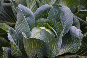 Капуста белокочанная Brassica oleracea Cabbage