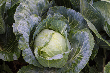Капуста белокочанная Brassica oleracea Cabbage