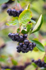 Черноплодная рябина Aronia melanocarpa black chokeberry