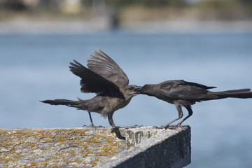 Great-tailed grackle family