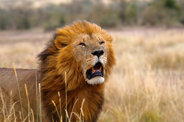 Naklejka na ściany i meble African Lion- male, Kenya, Africa