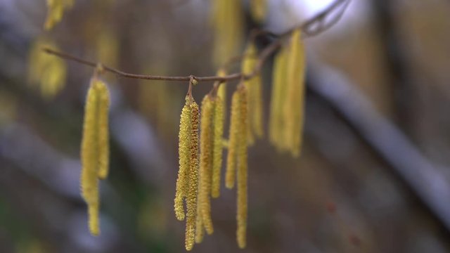 Man touches Hazel buds in the breeze - (4K)
