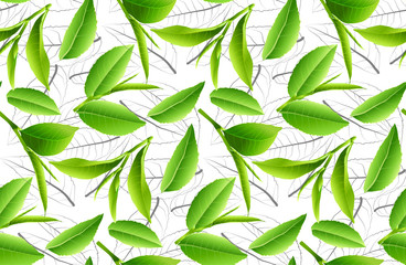 Fototapety  Green tea leaves vector nature background.