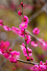 京都北野天満宮の梅