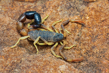 Bicolor Scorpion, Orthochirus bicolor, Saswad, Pune District, Maharashtra