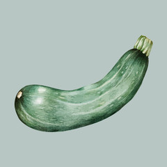 Illustration of vegetable