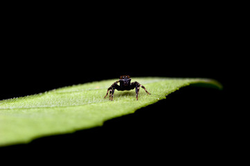 Jumping spider on leaf