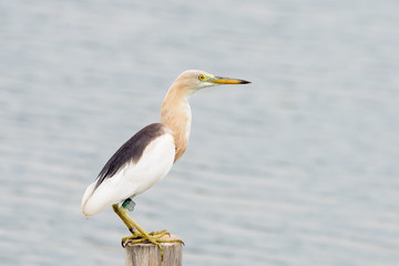 Javan Pond Heron