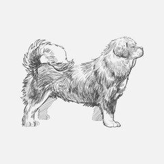 Illustration of dog