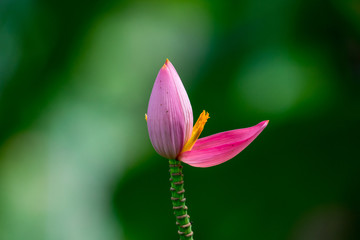 Pink Flowering banana with green blur background