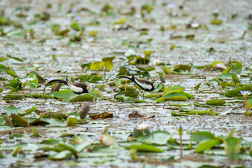 Pheasant-tailed Jacana is the most beautiful waterbird with long tail lived, walk on floating vegetation in shallow lakes