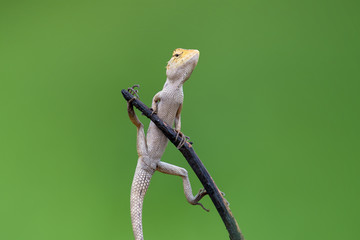 Funny Lizard Posture on green background