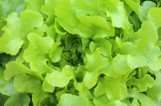 Close up lettuce plants growing in the garden, fresh green hydroponic vegetable, beautiful nature pattern for background.