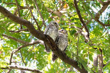 Couples Of Spotted Owl In Nature