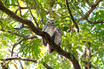 Fototapeta na wymiar Couples Of Spotted Owl In Nature