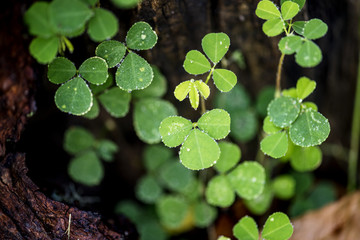 Green leaf in nature