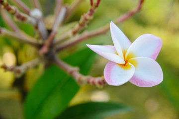 plumeria flower blooming on tree - flower color white, pink and yellow, spa flower