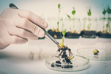 Scientist testing GMO plant in biological laboratory