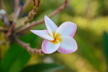 plumeria flower blooming on tree - flower color white, pink and yellow, spa flower