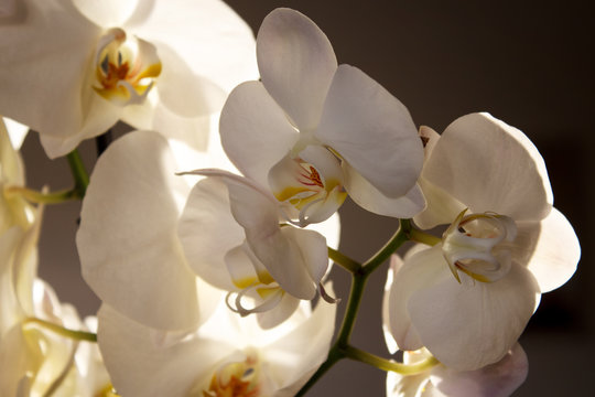 White Orchid on a dark background. Close-up. Selective focus.