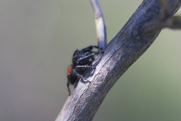 Jumping spider