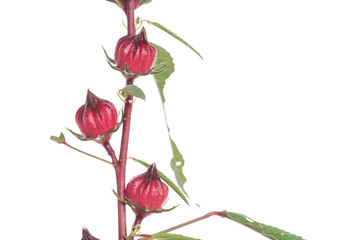 Hibiscus sabdariffa or roselle fruits isolated on white