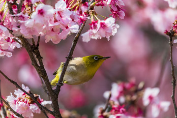 The Japanese White-eye.The background is cherry blossoms(Japanese name is Kanzakura). Located in Tokyo Prefecture Japan.