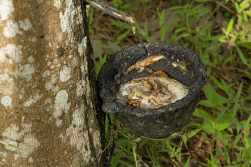 Culture d'Hévéa et récolte du caoutchouc