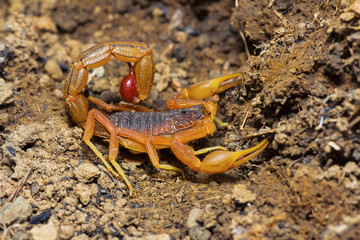 Indian Red Tail Scorpion, Hotenttota tamulus, Saswad, Pune District, Maharashtra