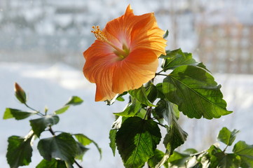 Bright orange hibiscus blossoms in the house, on the windowsill.