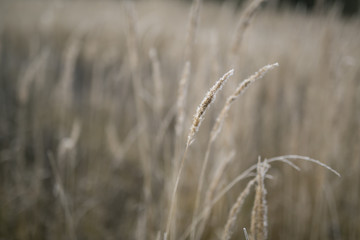 Fototapeta premium suszone kwiaty w mroźny poranek