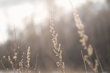 Fototapeta premium dried flowers in the sunset light