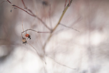 lone dog rose on a frosty day