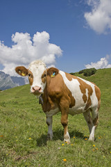 Fototapeta na wymiar Kuh auf Bergwiese in Tirol