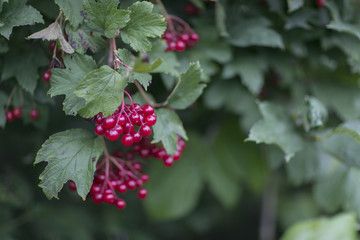 clusters of viburnum berries