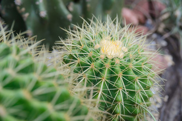 close-up shot on Thorn Echinocactus grusonii Cactus