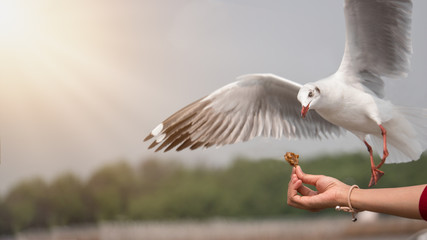 Female hand feeding a flying seagull