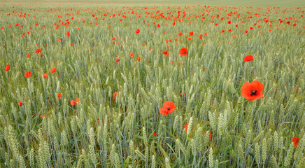 Fototapeta premium Spring flowers 