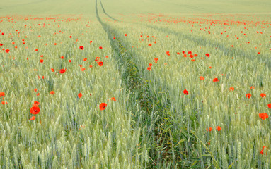Fototapeta premium Coquelicots in the field 
