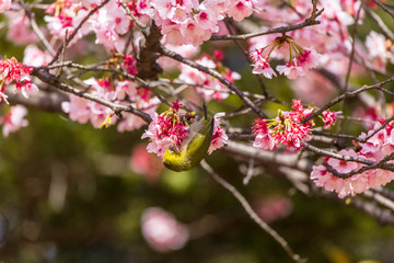 The Japanese White-eye.The background is cherry blossoms(Japanese name is Kanzakura). Located in Tokyo Prefecture Japan.