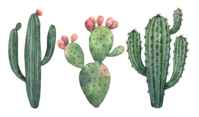 Watercolor vector set of cacti and succulent plants isolated on white background.