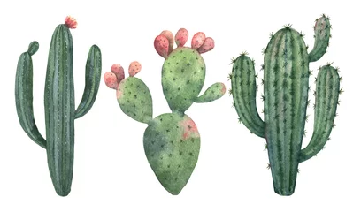 Foto op Canvas Aquarel vector set cactussen en succulenten geïsoleerd op een witte achtergrond. © ElenaMedvedeva