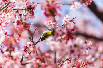 The Japanese White-eye.The background is cherry blossoms(Japanese name Kanzakura). Located in Tokyo Prefecture Japan.