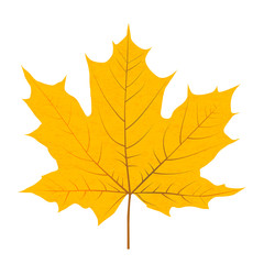 Fototapeta premium Yellow autumn leaf isolated on white background