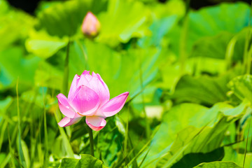The Lotus Flower.Background is the lotus leaf and lotus bud.Shooting location is Yokohama, Kanagawa Prefecture Japan.