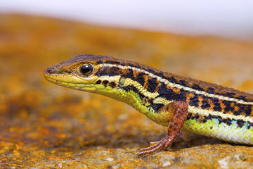 Ophisops sp., Saswad, Pune District, Maharashtra