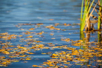 Jahreszeit Herbst Herbststimmung am See Treuer Nachbarsteich