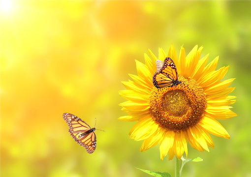 Sunflower and monarch butterflies on blurred sunny background