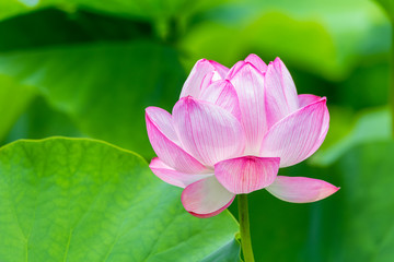 The Lotus Flower.Background is the lotus leaf.Shooting location is Yokohama, Kanagawa Prefecture Japan.